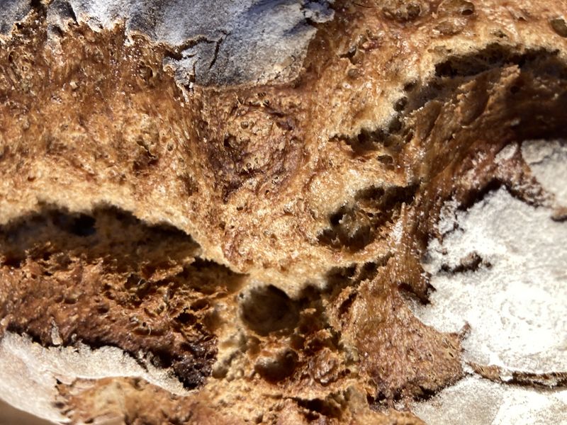 Datei:Aurora Bauernkruste.jpg